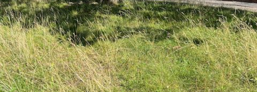 unmown grass in Wokingham